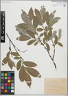 Foto von Salix glauca L.